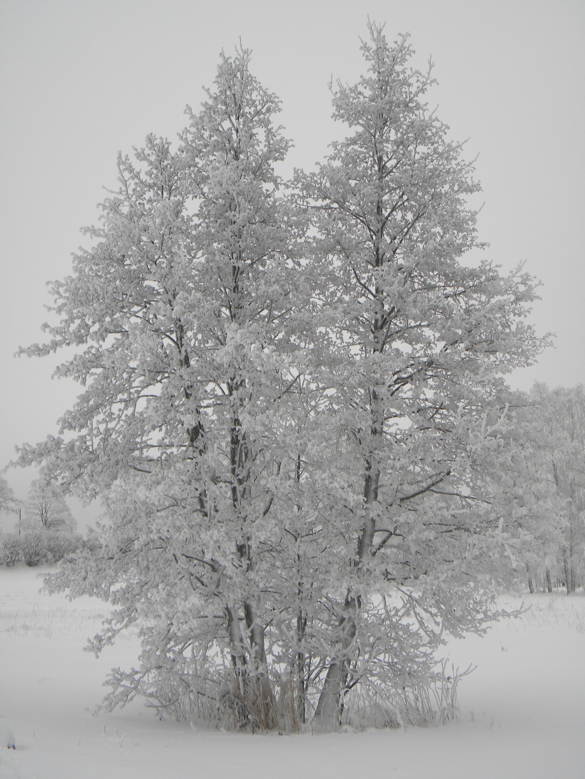 Helsinki en hiver, le paysage de neige et de givre qui inspire l'esthetique des montres Sarpaneva